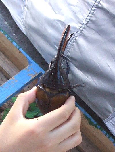 ヘラクレス